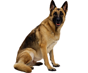 نژاد ژرمن شپرد نژاد ژرمن شپرد