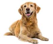 نژاد گلدن رتریور نژاد گلدن رتریور