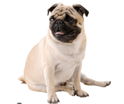 نژاد پاگ نژاد پاگ