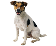 نژاد جک راسل نژاد جک راسل