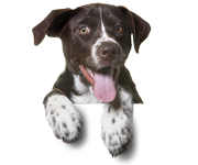 نژاد پوینتر نژاد پوینتر