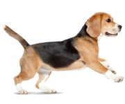 نژاد داشهوند نژاد داشهوند