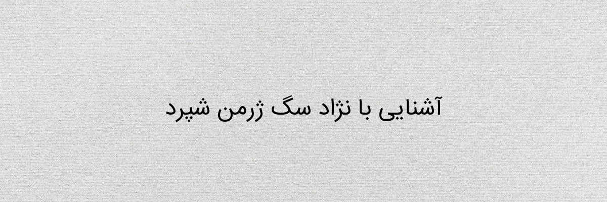 آشنایی با نژاد سگ ژرمن شپرد