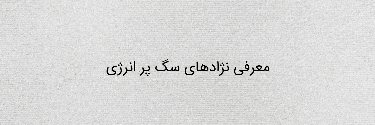 معرفی نژادهای سگ پر انرژی معرفی نژادهای سگ پر انرژی
