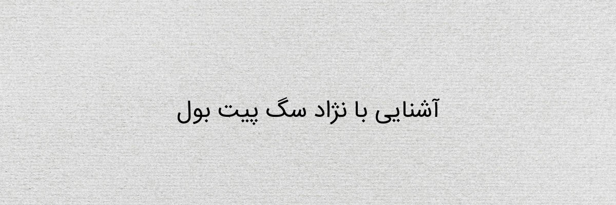 آشنایی با نژاد سگ پیت بول آشنایی با نژاد سگ پیت بول