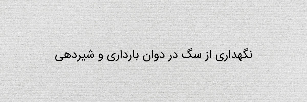 نگهداری از سگ در دوان بارداری و شیردهی