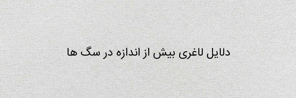 دلایل لاغری بیش از اندازه در سگ ها