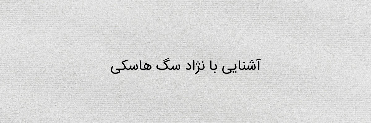 آشنایی با نژاد سگ هاسکی